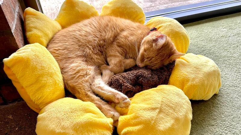 The Black Forest Cat Café is collaborating with Fort Wayne Animal Care & Control (FWACC) for a...