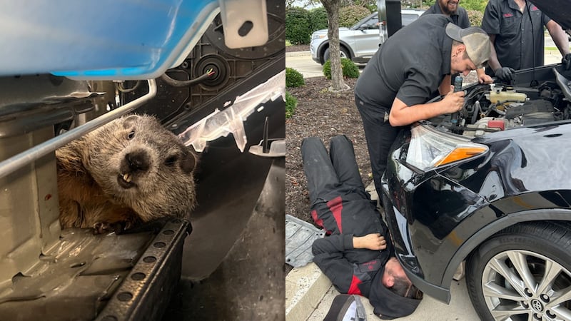 "Mike" the groundhog was rescued after being discovered by Mike's Carwash and Jiffy Lube...