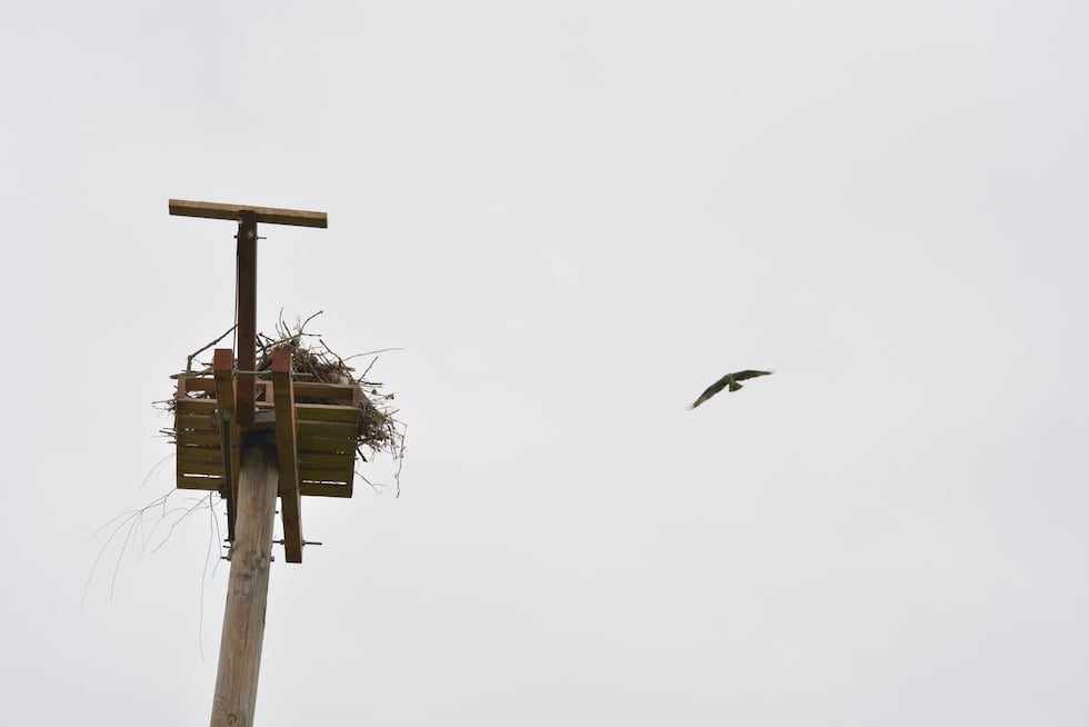 An osprey approaches its relocated nest atop a pole installed by I&M Power.